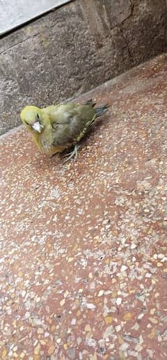 yellow footed green pigeon baby self tame baby 03308571562