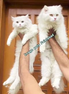 Male and Female cat