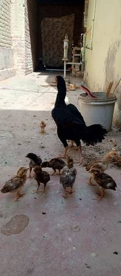 Beautiful hen with 11 chicks Whatsapp number 03433628620