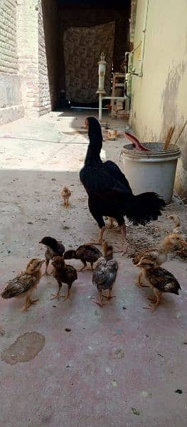 Beautiful hen with 11 chicks Whatsapp number 03433628620 0