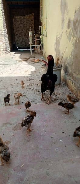 Beautiful hen with 11 chicks Whatsapp number 03433628620 1