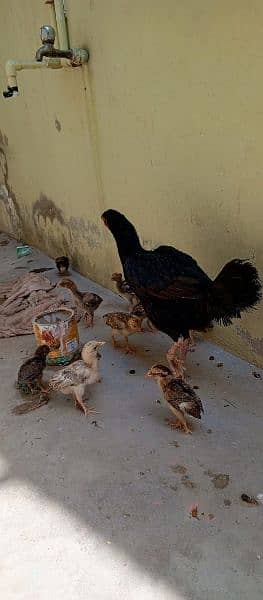 Beautiful hen with 11 chicks Whatsapp number 03433628620 2