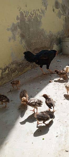 Beautiful hen with 11 chicks Whatsapp number 03433628620 3
