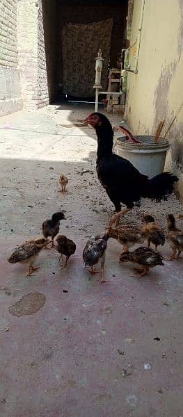 Beautiful hen with 11 chicks Whatsapp number 03433628620 4