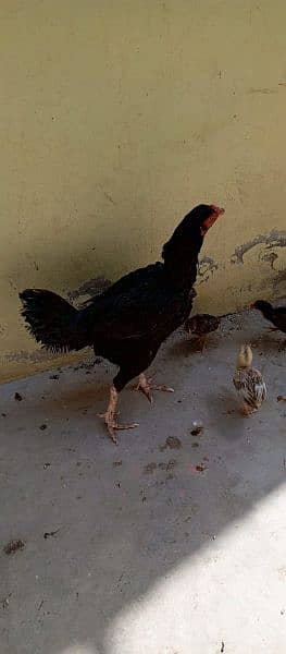 Beautiful hen with 11 chicks Whatsapp number 03433628620 5