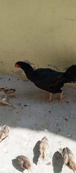 Beautiful hen with 11 chicks Whatsapp number 03433628620 6