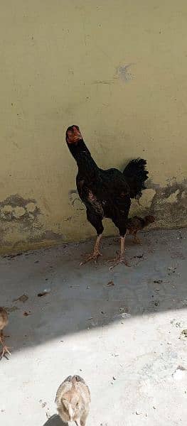 Beautiful hen with 11 chicks Whatsapp number 03433628620 7
