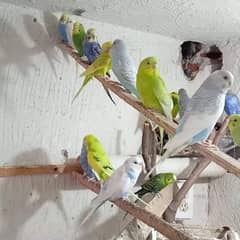 Australian parrots adult pair full active 0
