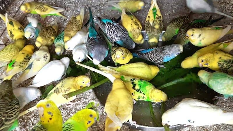 Australian parrots adult pair full active 2