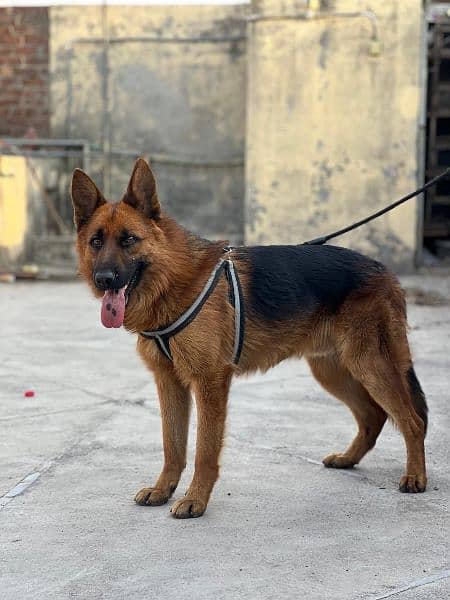 Gsd dog non pedagree fully vaccinated full played home breed gsd 2coat 2