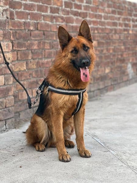 Gsd dog non pedagree fully vaccinated full played home breed gsd 2coat 4