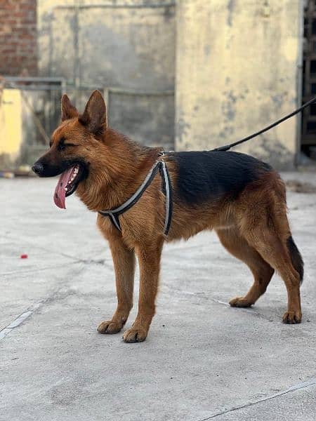 Gsd dog non pedagree fully vaccinated full played home breed gsd 2coat 5