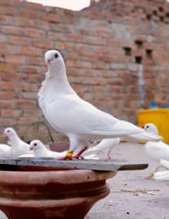 White Fancy pigeon kabooter 0