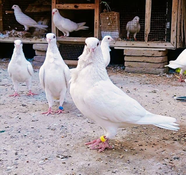 White Fancy pigeon kabooter 1
