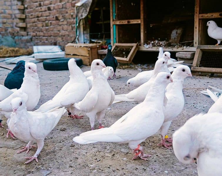 White Fancy pigeon kabooter 2
