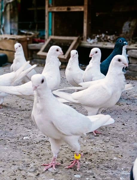 White Fancy pigeon kabooter 3