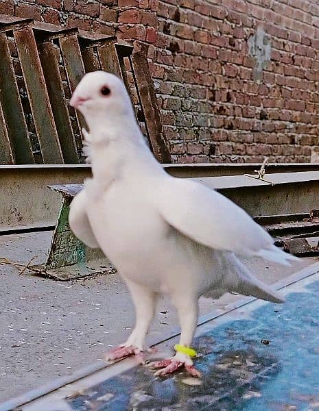 White Fancy pigeon kabooter 4