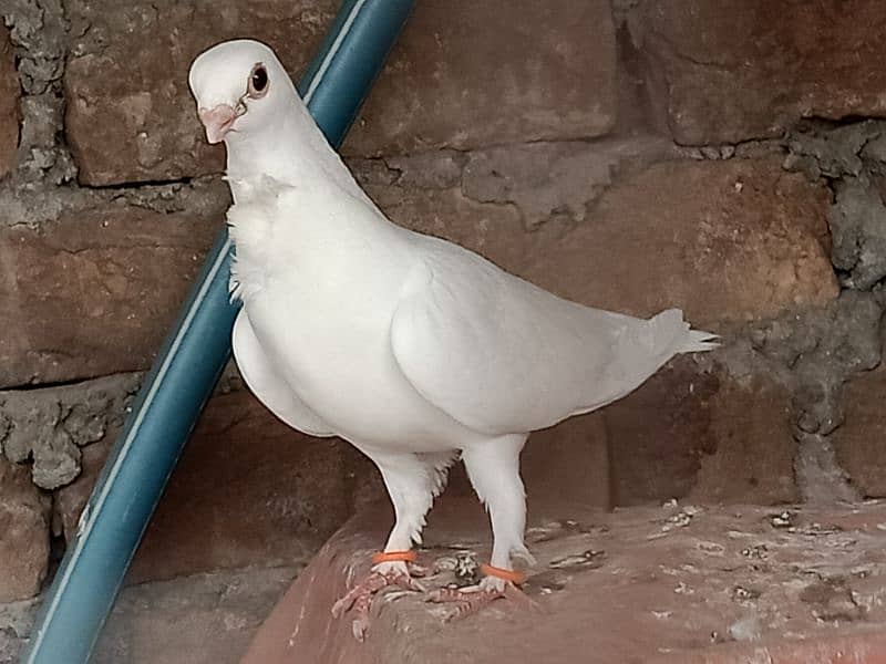 White Fancy pigeon kabooter 5