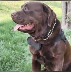 Available for Sale chocolate Labrador. Contact#03012363000