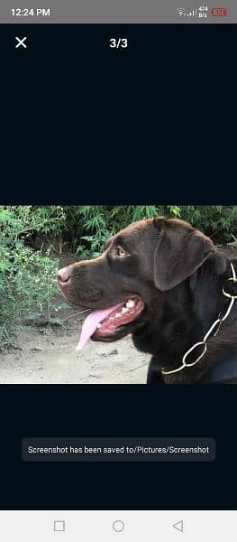 Available for Sale chocolate Labrador. Contact#03012363000 2