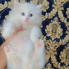 free cash on delivery available Persian kittens up for sale