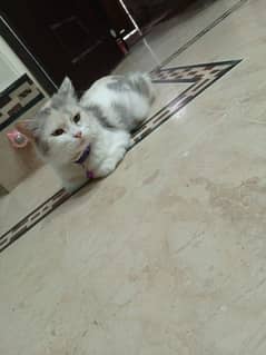 cat for sale age 7 month Persian breed