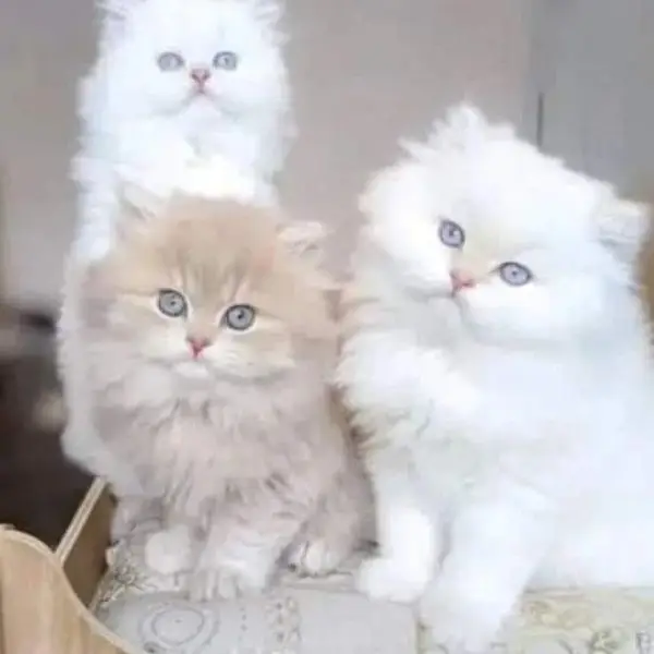 free cash on delivery available Persian triple coated kittens for sale — photo 4