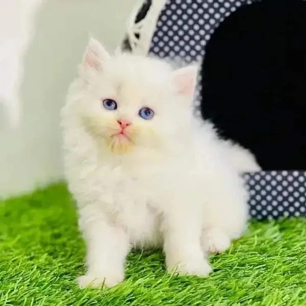 free cash on delivery available Persian triple coated kittens for sale — photo 5