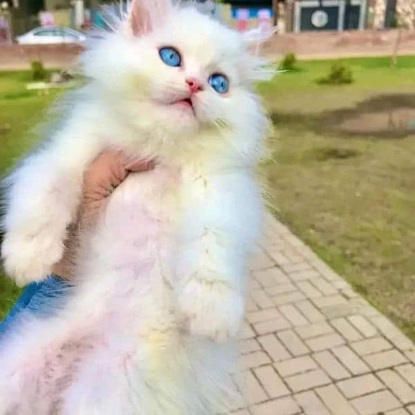 free cash on delivery available Persian triple coated kittens for sale 5