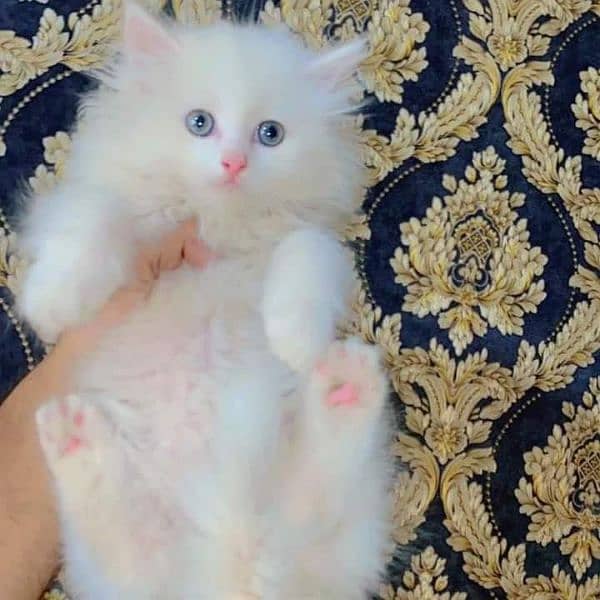 free cash on delivery available Persian triple coated kittens for sale 6