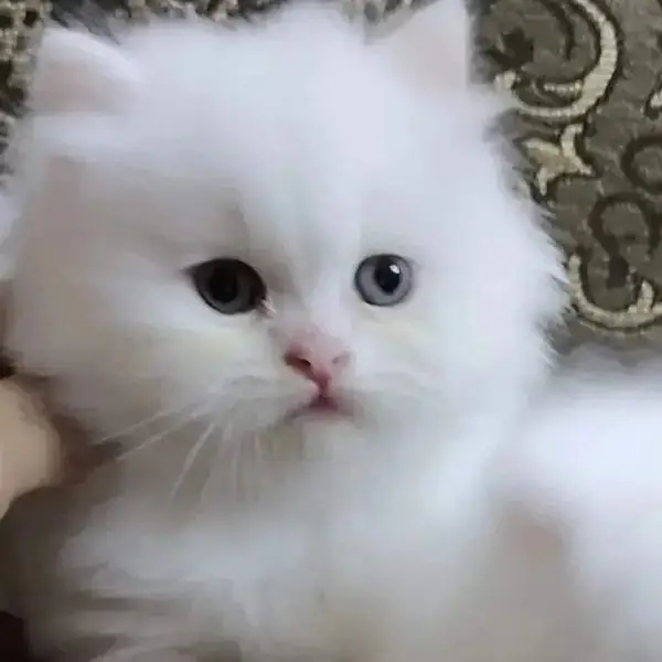 free cash on delivery available Persian triple coated kittens for sale — photo 8