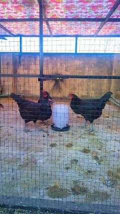 Hens for Sale - Australorp /Astrolobe & Buttercup /Dhandrvi Chickens