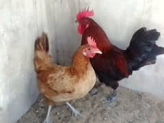 Egg laying hen with cock 0