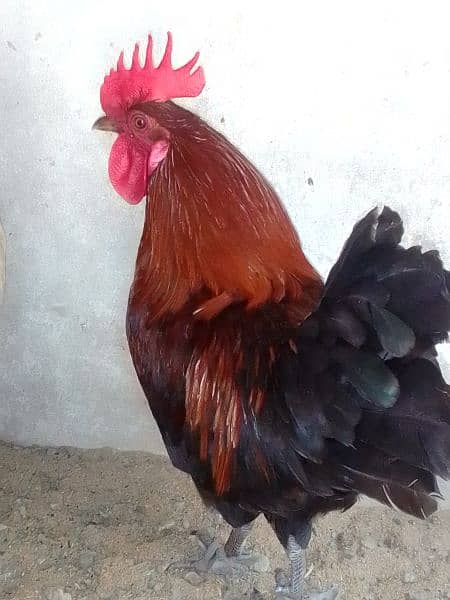 Egg laying hen with cock 2