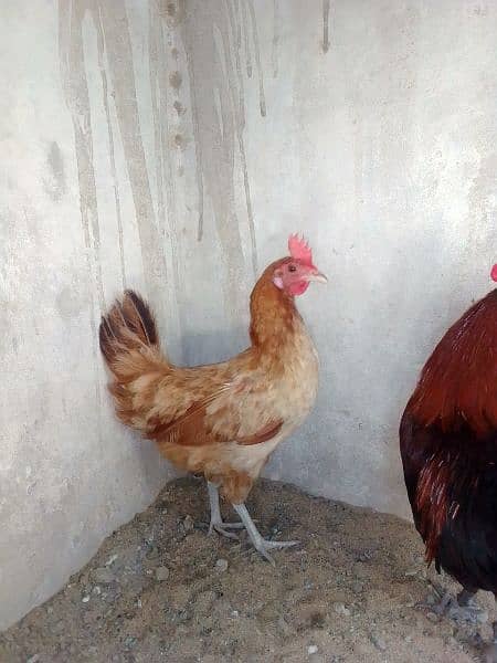 Egg laying hen with cock 3