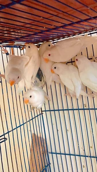 Cremino Dacino Albino red eye breeder pair and pathay 0