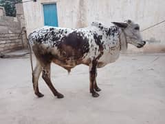 Bull for sale. Qurbani k liyy