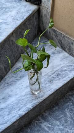 Money plant/pothos for sale with well developed roots. Read carefully