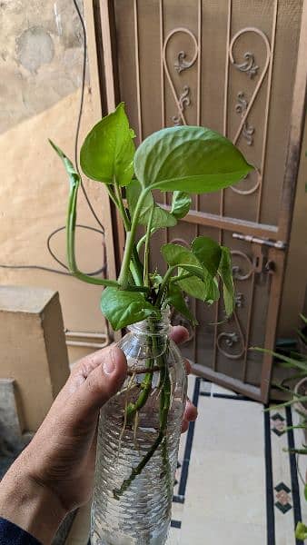 Money plant/pothos for sale with well developed roots. Read carefully 1