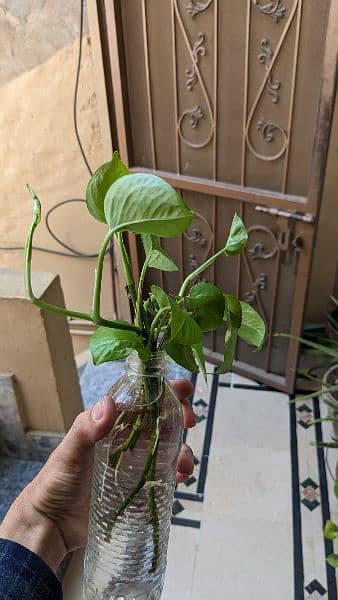 Money plant/pothos for sale with well developed roots. Read carefully 2