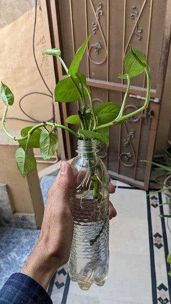 Money plant/pothos for sale with well developed roots. Read carefully 3