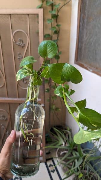 Money plant/pothos for sale with well developed roots. Read carefully 4