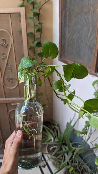 Money plant/pothos for sale with well developed roots. Read carefully 5
