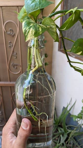 Money plant/pothos for sale with well developed roots. Read carefully 6