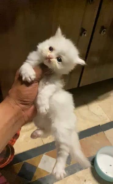 White Female Persia Kitten, Tripple Coat 2