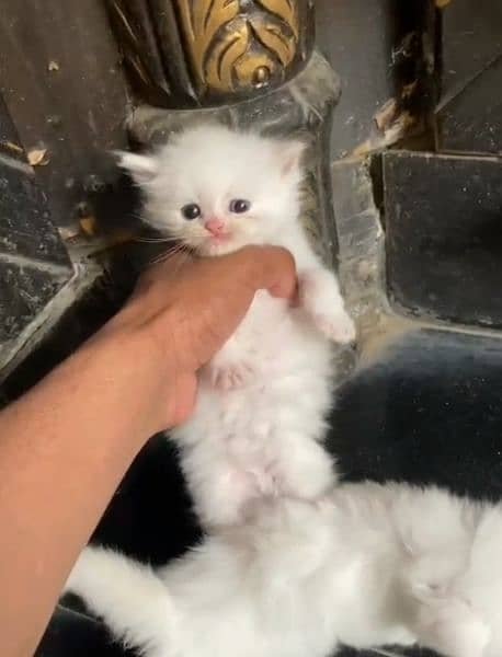 White Female Persia Kitten, Tripple Coat 1