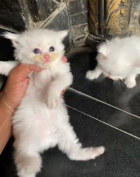 White Female Persia Kitten, Tripple Coat 3