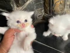 White Female Persia Kitten, Tripple Coat