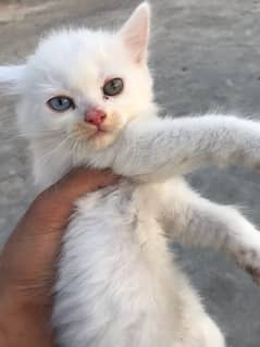 3 persian kittens for sale