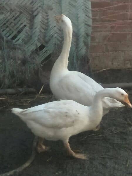 Long neck gees breeder ducks and Desi breeder duck males 8